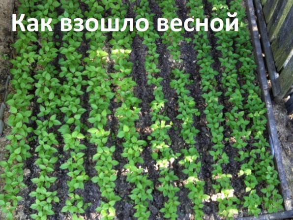 Женьшень стратифицированные семена